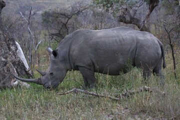 Fototapeta premium Black Rhinoceros (Diceros bicornis) feeding, Hluhluwe-Imfolozi National Park, Province of KwaZulu-Natal, South Africa, Africa