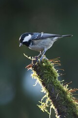 Coal tit (Parus ater), Emsland, Lower Saxony, Germany, Europe