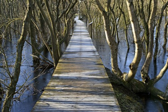 Giant boardwalk surrounded by water and trees of the Bruchwald forest, Amrum, North Frisia, Schleswig-Holstein, Germany, Europe