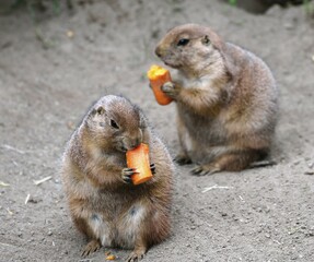 Black-tailed Prairie Dogs (Cynomys ludovicianus) nibble on carrot, captive, occurrence North America