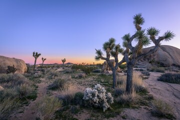 Naklejka premium Desert Landscape, Joshua Trees (Yucca brevifolia) and Teddy-bear cholla (Cylindropuntia bigelovii) at sunset, White Tank Campground, Joshua Tree National Park, Desert Center, California, USA, North America