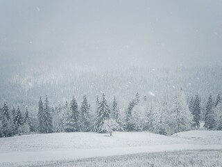 Winter snowfall landscape in Carpathian mountains. Wonderful idyllic snowing scene with a bench under a lone tree in front of a coniferous forest under snow. Foggy white woodland sceneryin Bukovel, Ukraine, Europe