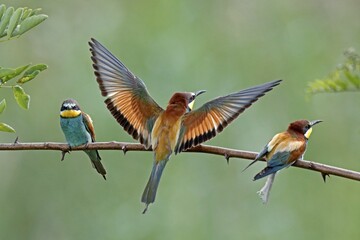 Three Bee-eaters (Merops apiaster) are sitting on branch, Rhineland-Palatinate, Germany, Europe
