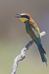 Bee-eater (Merops apiaster), sits with opened beak on a branch, Rhineland-Palatinate, Germany, Europe