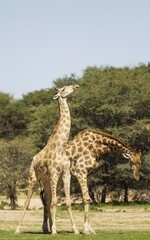 Two Southern Giraffes (Giraffa giraffa), fighting males, rainy season with green surroundings, Kalahari Desert, Kgalagadi Transfrontier Park, South Africa, Africa
