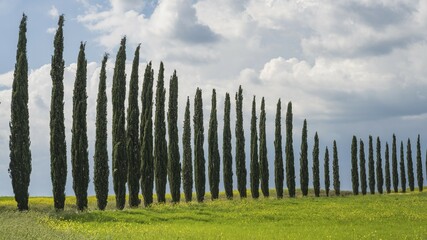 Obraz premium Cypresses (Cupressus), Alley, Tuscany, Province of Siena, Tuscany, Italy, Europe
