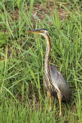 Purple Heron (Ardea purpurea), hunting in the reed of a bank slope at a canal, Ebro Delta Nature Reserve, Tarragona province, Catalonia, Spain, Europe