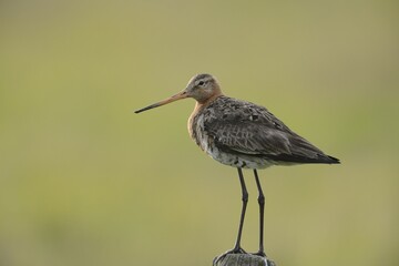 Black-tailed Godwit (Limosa limosa) perched on a post, Texel, The Netherlands, Europe