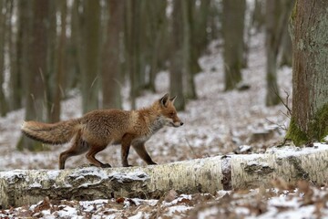 Red fox (Vulpes vulpes) runs over a tree trunk in winter, captive, Czech Republic, Europe
