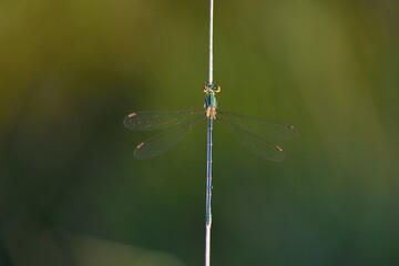 Emerald Damselfly (Lestes sponsa) on a blade of grass, Großes Veen, North Rhine-Westphalia, Germany, Europe