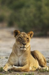 Lion (Panthera leo), resting female, Chobe National Park, Botswana, Africa