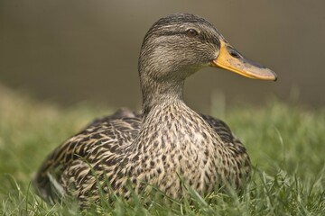 Mallard (Anas platyrhynchos), Bavaria, Germany, Europe