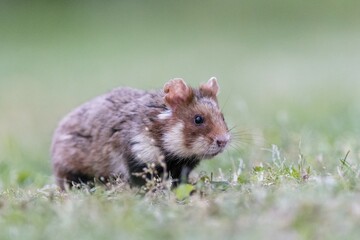 European hamster (Cricetus cricetus) in meadow, Vienna, Austria, Europe