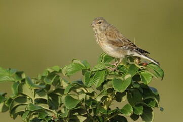 Young Linnet (Acanthis cannabina)