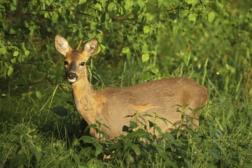 European roe deer (Capreolus capreolus), doe, in the summer in the bushes, Allgäu, Bavaria, Germany, Europe