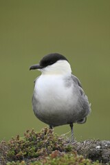 Long-tailed jaeger (Stercorarius longicaudus), Tundra, Norway, Europe