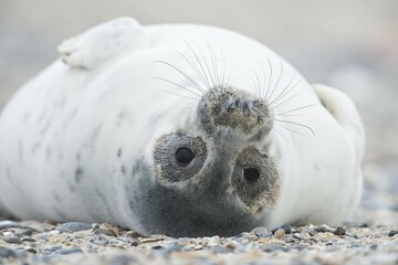 Young grey seal (Halichoerus grypus) lying on back, Heligoland, Schleswig-Holstein, Germany, Europe © Erhard Nerger/imageBROKER
