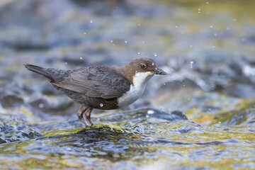 White-breasted dipper (Cinclus cinclus), Hesse, Germany, Europe