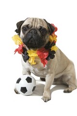 A young pug with a black, red and gold garland around its neck and a little football between its paws