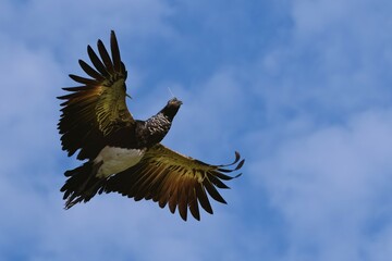 Flying Horned Screamer (Anhima cornuta), Manu National Park cloud forest, Peru, South America