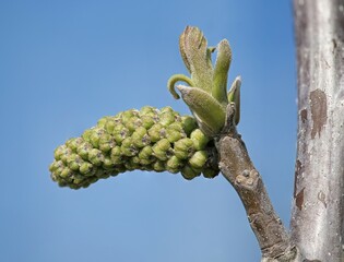 Walnut (Juglans regia) in bloom, walnut ament, Austria, Europe