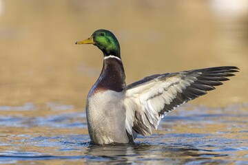 Mallard (Anas platyrhynchos), drake, flapping wings in the water, Hesse, Germany, Europe