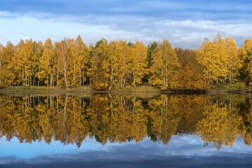 Colourfully coloured autumn forest, water reflection in Lake Lindensee, Mönchbruch forest, Mönchbruch nature reserve, Rüsselsheim am Main, Hesse, Germany, Europe