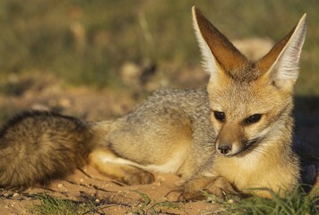 Cape Fox (Vulpes chama), resting in the late evening at its burrow, Kalahari Desert, Kgalagadi Transfrontier Park, South Africa, Africa