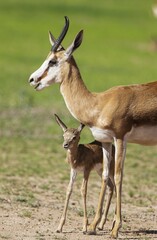 Springboks (Antidorcas marsupialis), ewe with newborn lamb, during the rainy season in green surroundings, Kalahari Desert, Kgalagadi Transfrontier Park, South Africa, Africa