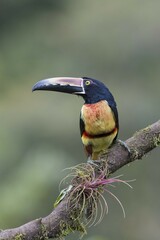 Collared aracari (Pteroglossus torquatus) sitting on branch, Costa Rica, Central America