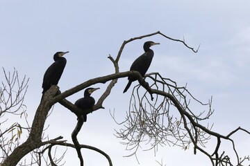 Three great cormorants (Phalacrocorax carbo) sitting on bare tree, Hesse, Germany, Europe