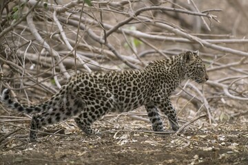 Leopard (Panthera pardus) Kitten, Mashatu Game Reserve, Tuli Block, Botswana, Africa