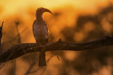 Southern Yellow-billed Hornbill (Tockus leucomelas) sits on branch at sunset, Mashatu Game Reserve, Tuli Block, Botswana, Africa