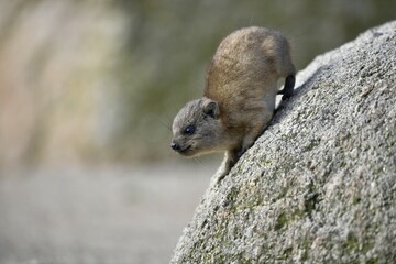 Cape hyrax (Procavia capensis), kitten, shortly in front of jump, captive