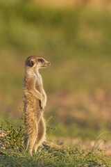 Suricate or meerkat (Suricata suricatta), guard on the lookout, rainy season with green surroundings, Kalahari Desert, Kgalagadi Transfrontier Park, South Africa, Africa