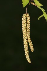 Silver birch (Betula pendula), male inflorescence, birch catkin, Berlin, Germany, Europe