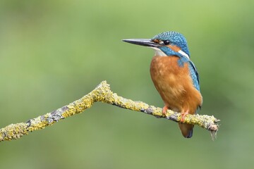 Male Kingfisher (Alcedo atthis) on branch, Hesse, Germany, Europe
