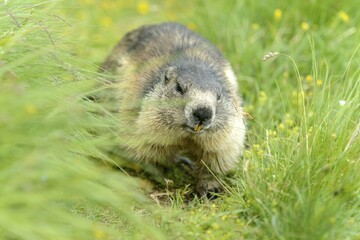 Alpine marmot (Marmota Marmota) running through meadow, High Tauern National Park, Austria, Europe
