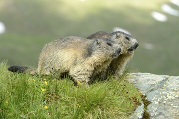 Two alpine marmots (Marmota Marmota), High Tauern National Park, Austria, Europe