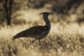 Kori Bustard (Ardeotis kori),  Kalahari Desert, Kgalagadi Transfrontier Park, South Africa, Africa