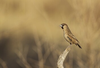 Sociable Weaver (Philetairus socius), male, perching, Kalahari Desert, Kgalagadi Transfrontier Park, South Africa, Africa