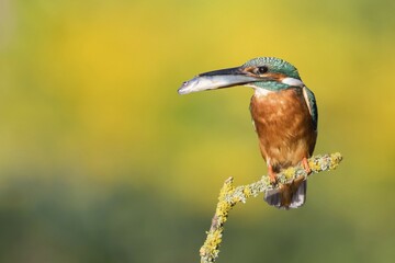 Female Kingfisher (Alcedo atthis) with a captured fish, perched, Hesse, Germany, Europe