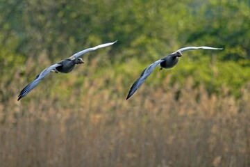 Greylag geese (Anser anser) flying, Germany, Europe