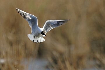 Black-headed gull (Larus ridibundus) flying, Germany, Europe