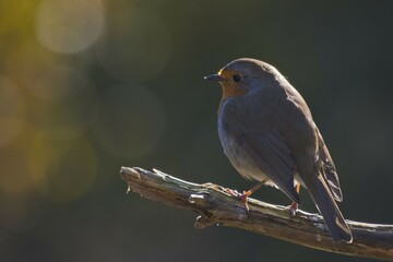 European robin (Erithacus rubecula) sits on branch, Emsland, Lower Saxony, Germany, Europe