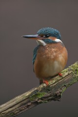 Kingfisher (Alcedo atthis), Emsland, Lower Saxony, Germany, Europe