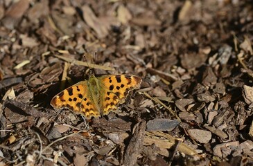 Comma (Polygonia c-album) is sitting on the ground, Schlewig-Holstein, Germany, Europe