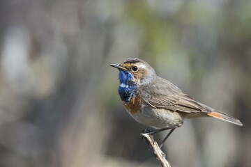 Bluethroat (Luscinia svecica) sitting on branch, Lower Saxony, Germany, Europe