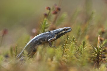 Common newt (Lissotriton vulgaris), in moss, Emsland, Lower Saxony, Germany, Europe