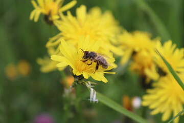 spring flowers